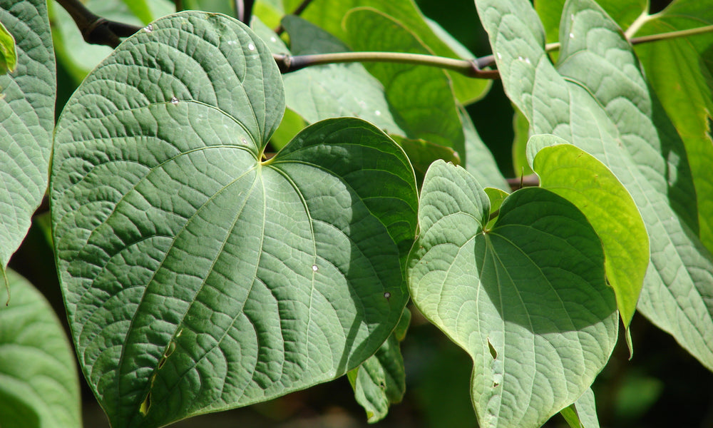 Noble kava benefits