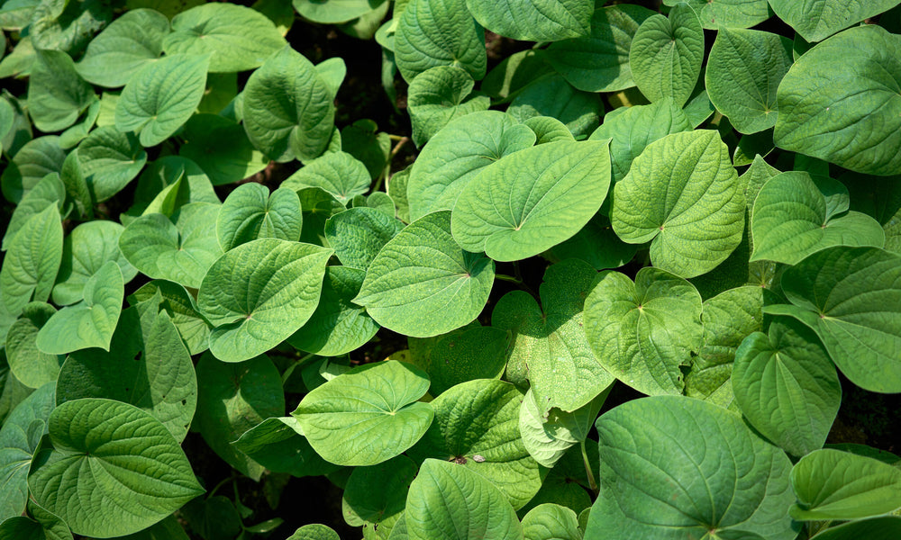 Kava helps elevate moods